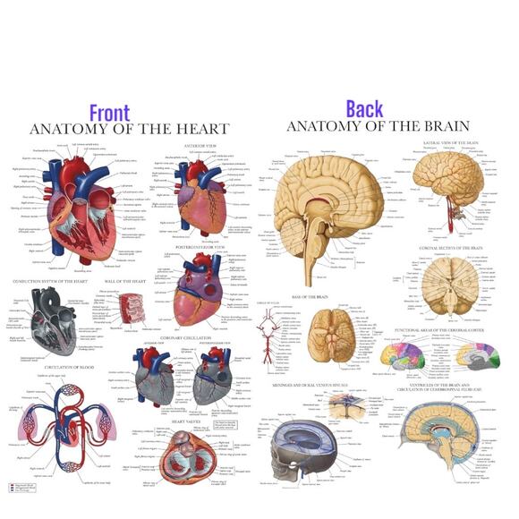 Laminated Anatomy Poster Brain  Anatomical Chart of the Human Brain and heart - Picture 1 of 3